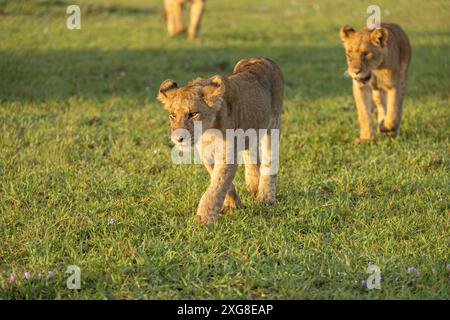 Cuccioli di leone sulla pattuglia mattutina dell'orgoglio. Serengeti occidentale, area di Grumeti. Parco nazionale del Serengeti, Tanzania. Foto Stock
