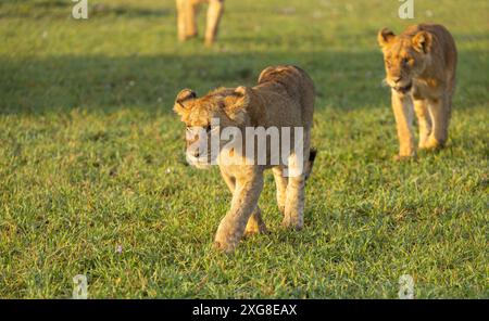 Cuccioli di leone sulla pattuglia mattutina dell'orgoglio. Serengeti occidentale, area di Grumeti. Parco nazionale del Serengeti, Tanzania. Foto Stock