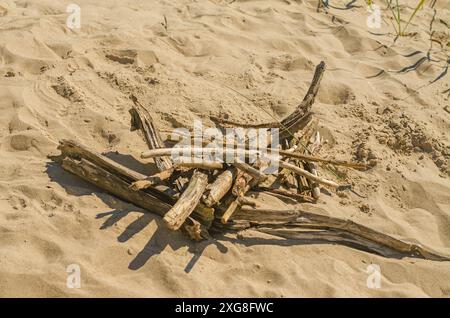 Driftwood si e' lavata sulla riva. Foto di alta qualità Foto Stock