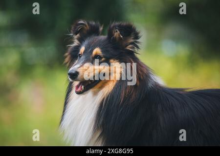 Shetland Sheepdog (Sheltie) Foto Stock