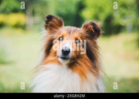 Shetland Sheepdog (Sheltie) Foto Stock