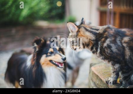 Cane e gatto Foto Stock