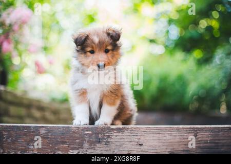 Shetland Sheepdog (Sheltie) cucciolo Foto Stock