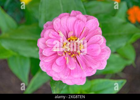 Zinnia in giardino. Messa a fuoco selettiva. DOF basso. Foto Stock