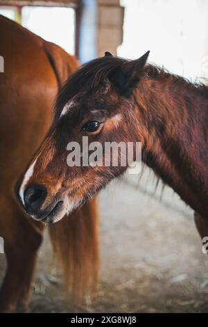 Gallese-pony A. Foto Stock