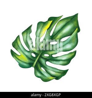 Foglia di monstera tropicale acquerello. Foglie di monstera tropicale isolate, disegnate a mano su sfondo bianco. Foglie per il design del tessuto, carte, inviti Foto Stock