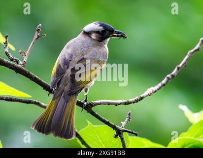 Un bulbul con sfiato luminoso (Pycnonotus sinensis) arroccato su un ramo. Sichuan, Cina. Foto Stock