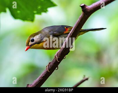 Leiothrix (Leiothrix lutea) a becco rosso appollaiato sulla filiale. Sichuan, Cina. Foto Stock