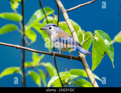 Una Minla alata blu (Actinodura cyanouroptera) arroccata su un ramo. Sichuan, Cina. Foto Stock