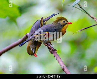 Un paio di Leiothrixes a becco rosso (Leiothrix lutea) appollaiato sul ramo. Sichuan, Cina. Foto Stock