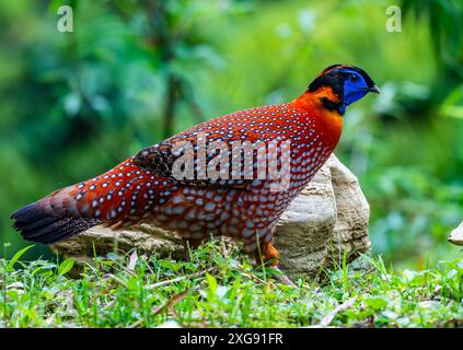 Un maschio Tragopan di Temminck (Tragopan temminckii) che si forgia nella foresta. Sichuan, Cina. Foto Stock