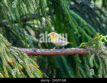 Un occhio bianco fiancheggiato da castagne (Zosterops erythropleurus) arroccato su un ramo. Sichuan, Cina. Foto Stock