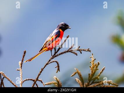 Un Minivet maschio a coda lunga (Pericrocotus ethologus) appollaiato su un ramo. Sichuan, Cina. Foto Stock