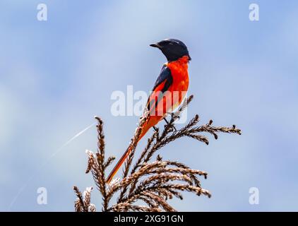 Un Minivet maschio a coda lunga (Pericrocotus ethologus) appollaiato su un ramo. Sichuan, Cina. Foto Stock