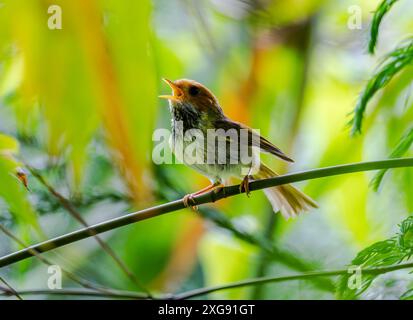 Un Warbler dal volto rufo (Abroscopus albogularis) che canta su un ramo. Sichuan, Cina. Foto Stock