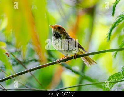 Una parula ruvida (Abroscopus albogularis) arroccata su un ramo. Sichuan, Cina. Foto Stock