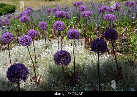 Questa foto cattura un giardino splendidamente paesaggistico con vibranti fiori viola di Allium in piena fioritura. I gruppi sferici di fiori creano un Foto Stock