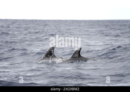 Il delfino di Risso respira in superficie. Delfini intorno alle isole Azzorre. Raro gruppo di delfini vicino alla superficie. Foto Stock