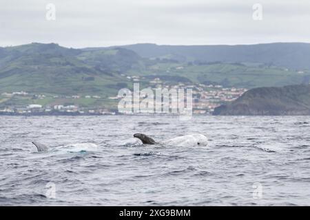 Il delfino di Risso respira in superficie. Delfini intorno alle isole Azzorre. Raro gruppo di delfini vicino alla superficie. Foto Stock