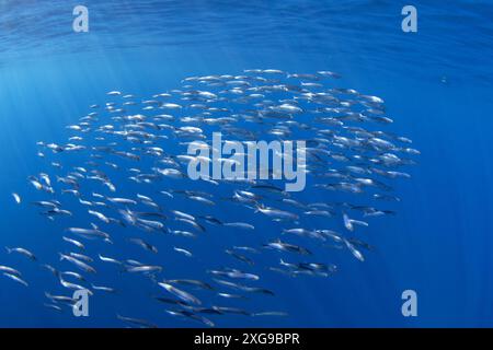 Palla di sardine vicino alla superficie. Piccolo pesce in un enorme banchetto. I pesci comuni nell'oceano sono in cerca di cibo. Foto Stock