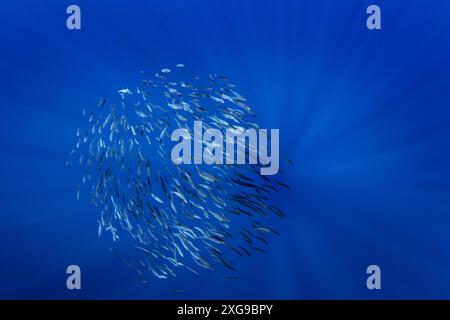 Palla di sardine vicino alla superficie. Piccolo pesce in un enorme banchetto. I pesci comuni nell'oceano sono in cerca di cibo. Foto Stock