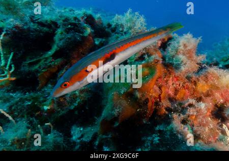 Mediterranean Rainbow wrasse, Coris julis, Labridae, Tor Patererno area protetta, Roma, Lazio, Mar Mediterraneo, Italia Foto Stock