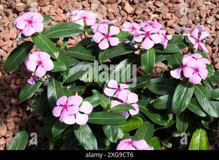 Madagascar Periwinkle, Cape Periwinkle, Catharanthus roseus, Apocynaceae. Madagascar, Africa. Alias Chatas, Chula, Cooler Icy Pink vinca. Foto Stock