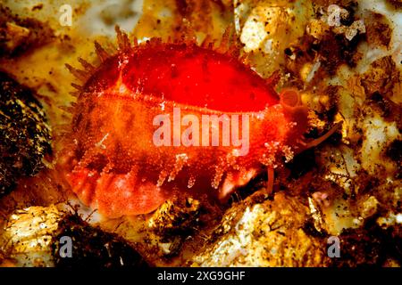 Cowry cinese o Cowrie, Ovatipsa chinensis, che mostra il mantello. Precedentemente descritti come Cribraria chinensis e Cypraea chinensis. Tulamben, Bali, Foto Stock