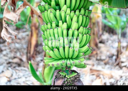 Gruppo di banane mature appese ad un albero in un giardino tropicale. Banane pronte per essere raccolte Foto Stock