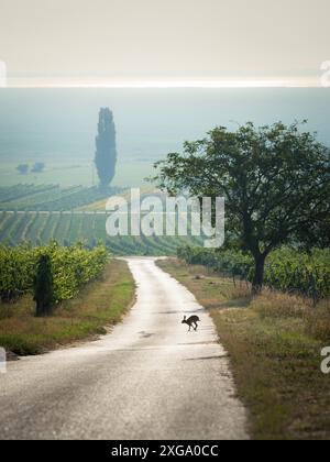 Vigneto dinamico con uve mature in campagna al tramonto. La vista va in lontananza. Sullo sfondo si vede il lago Foto Stock