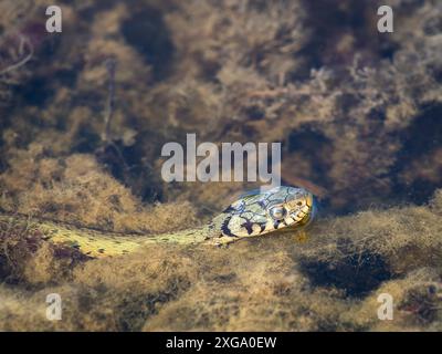 Il serpente d'erba nuota in acque verdi mentre caccia con l'attaccamento della sua lingua fuori per raccogliere i profumi della preda Foto Stock