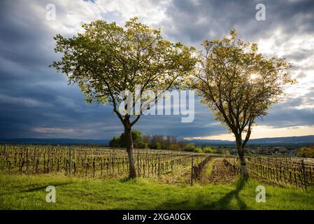 Alberi di noce nel burgenland al tramonto con nuvole scure Foto Stock