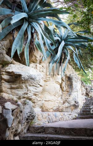 Stabilimento di Agave in un parco sull'isola di rab komrcar Foto Stock