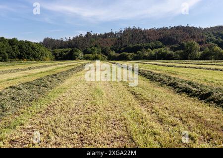 Andane curvilinee di erba verde appena falciata per insilato sul campo agricolo. Pascoli per alimenti per animali Foto Stock