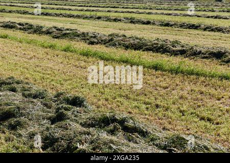 Andane di erba verde appena falciata per insilato sul campo agricolo. Pascoli per cibo animale Foto Stock