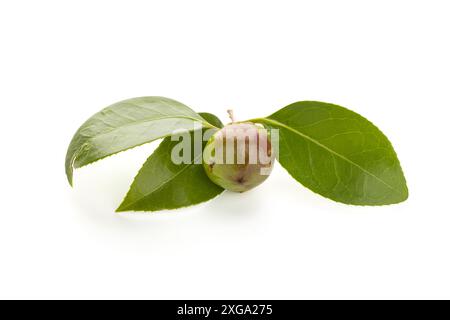 Semi di Camellia freschi e foglie isolate su sfondo bianco Foto Stock