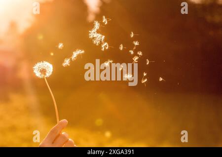 Tagliare fuori di una giovane donna che sta soffiando tarassaco la sera sun Foto Stock