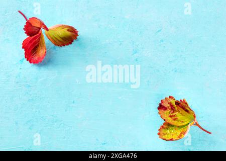Sfondo autunnale con vibrante caduta lascia su blu con un posto per il testo, un piatto con spazio copia Foto Stock
