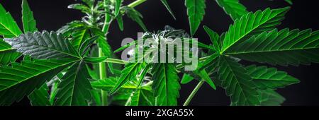 Fioritura piante di cannabis panorama, fiori bianchi e vivaci foglie verdi. Coltivazione di marijuana per scopi medicinali Foto Stock