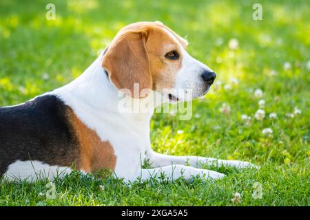 Divertimento con i cani Beagle in giardino all'aperto steso sull'erba. Tema canino Foto Stock