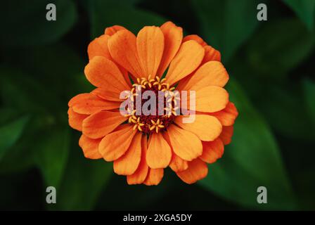 Closeup fiore arancio, fiore Zinnia singolo nel giardino, vista dall'alto Foto Stock