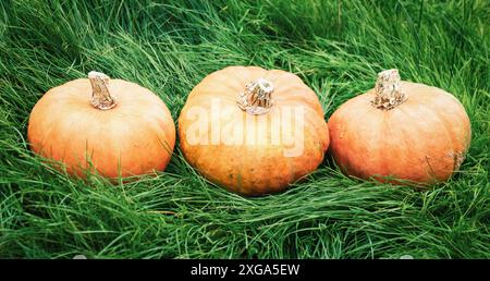 Zucche su erba verde in fila, ciao autunno Foto Stock