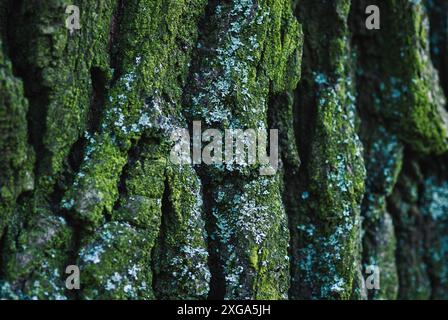 Vecchio albero di quercia verde Mossy abbaio closeup Foto Stock