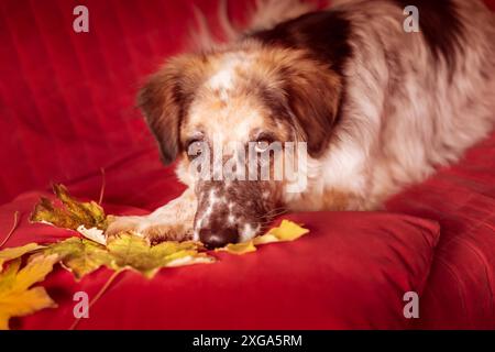 Big Shepherd Dog sdraiato su un divano rosso e foglie autunnali Foto Stock