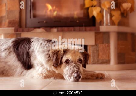 Divertente cane grande sdraiato sul pavimento piastrelle vicino ad un camino Foto Stock