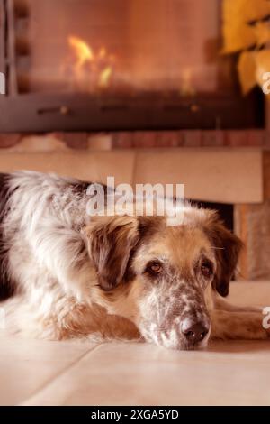 Divertente cane grande sdraiato sul pavimento piastrelle vicino ad un camino Foto Stock