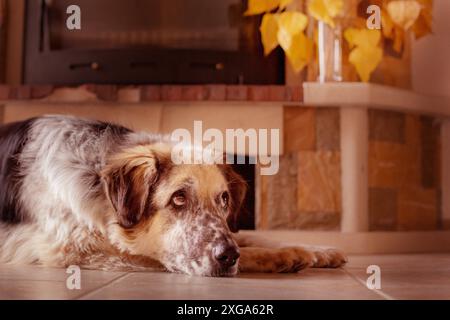 Divertente cane grande sdraiato sul pavimento piastrelle vicino ad un camino Foto Stock