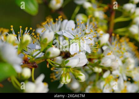 Prugna in primavera, prugna bianca in primavera Foto Stock