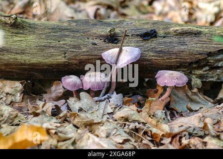 Amethyst deceiver (Laccaria amethystina) im Herbstwald, un gruppo di amethyst deceiver (Laccaria amethystina) funghi nella foresta autunnale Foto Stock