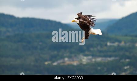 Un'aquila calva, Haliaeetus leucocephalus, si innalza per terra in cerca di cibo. Foto Stock